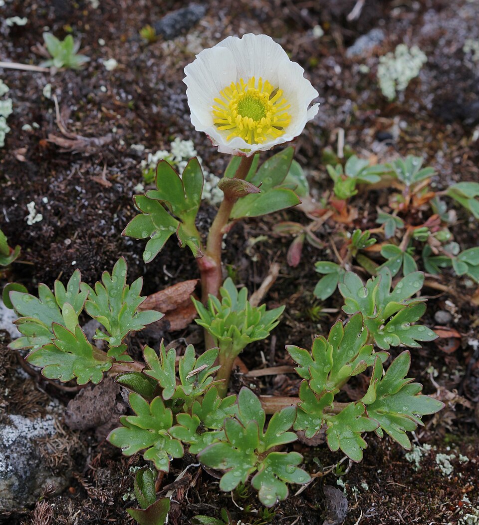 Arktisch-Alpiner-Garten der Walter-Meusel-Stiftung（Germany）