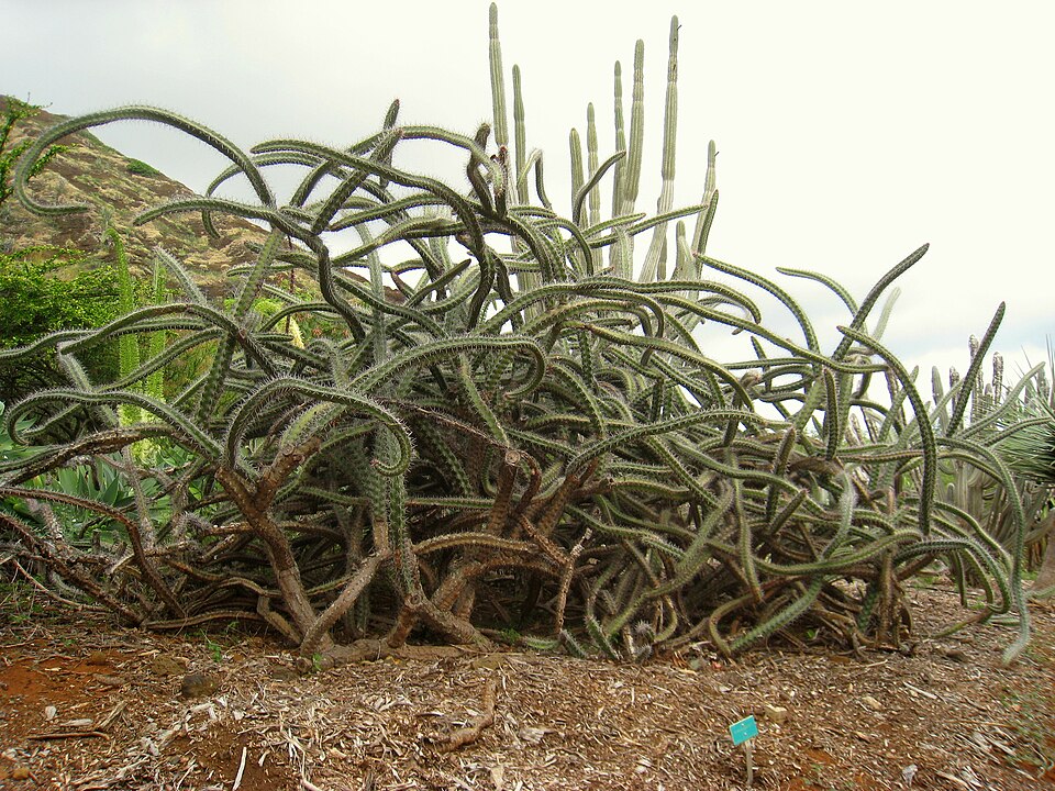 Koko Crater Botanical Garden（United States）