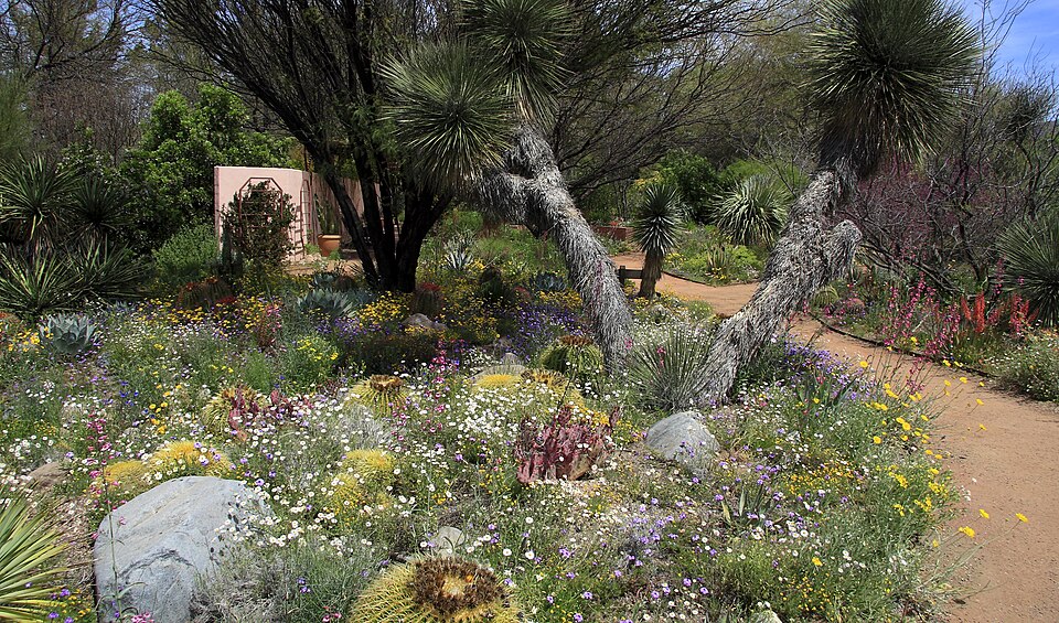Boyce Thompson Arboretum（United States）