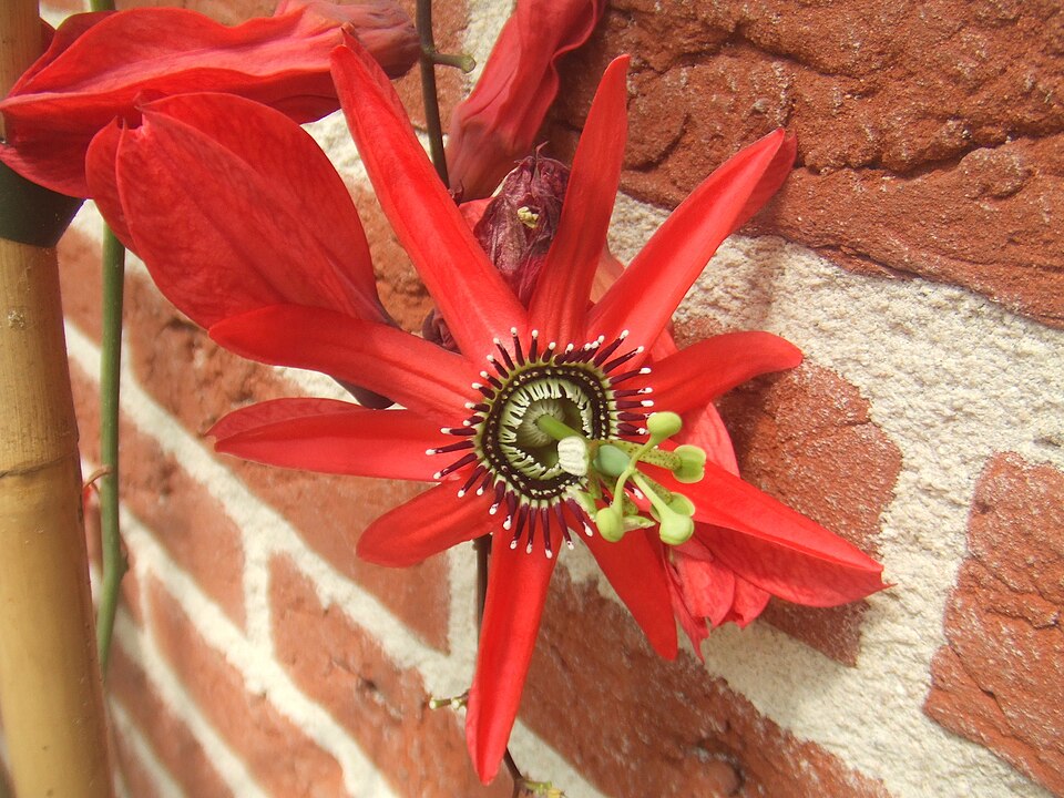 Passiflorahoeve（Netherlands）