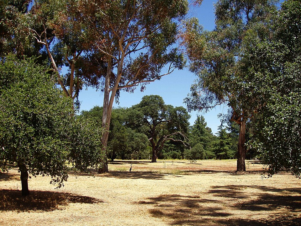 Stanford University Arboretum（United States）