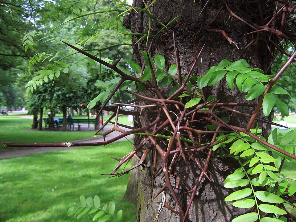 Jardin botanique de Liège（Belgium）