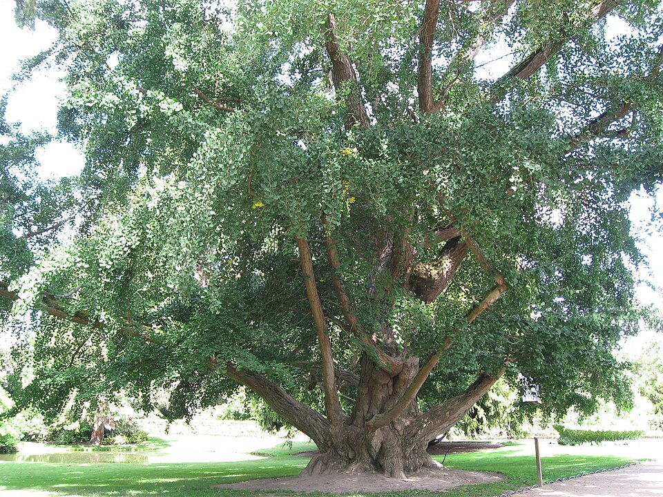 Jardin botanique de Tours（France）