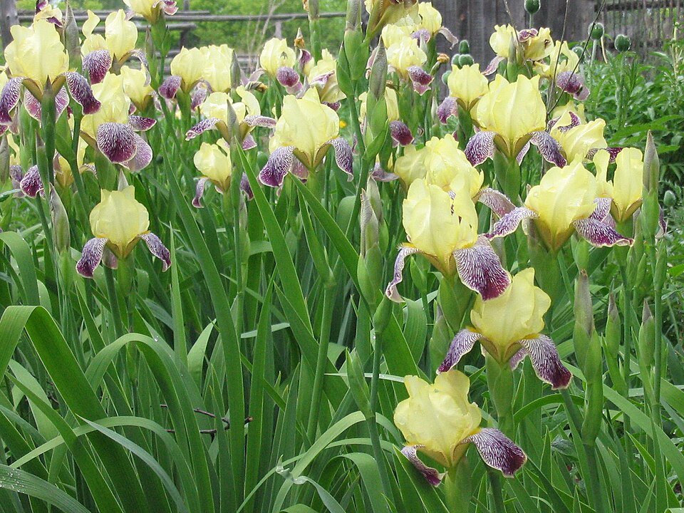 Inniswood Botanical Garden and Nature Preserve（United States）