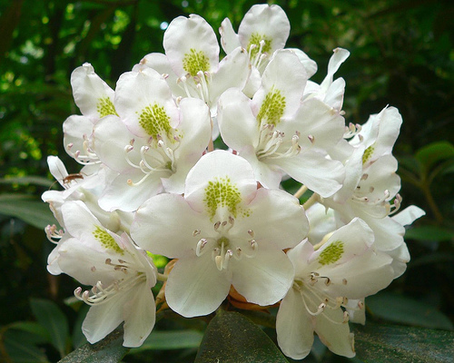 Rhododendron State Park（United States）