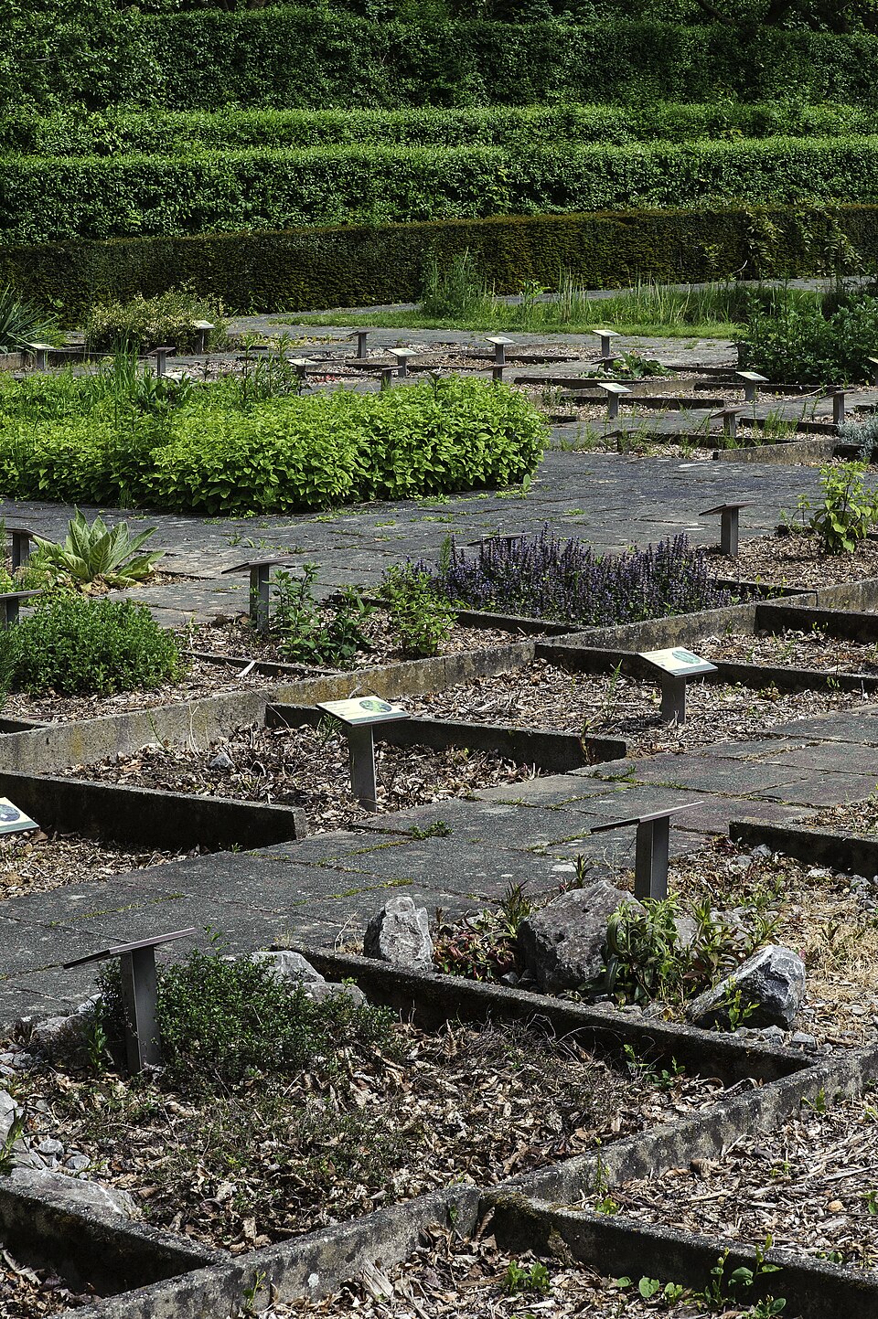 Tuin van Geneeskrachtige planten（Belgium）