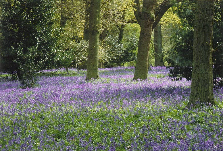 Winkworth Arboretum（United Kingdom）