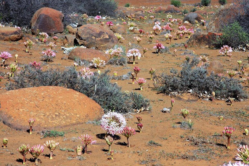 Hantam National Botanical Garden（South Africa）