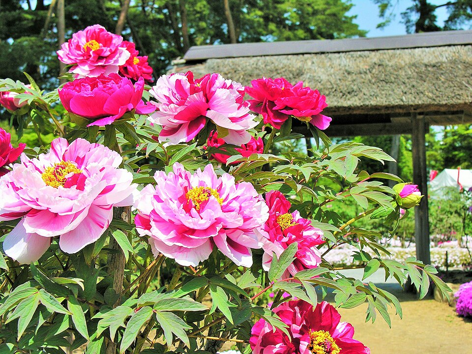 Sukagawa Peony Garden（Japan）