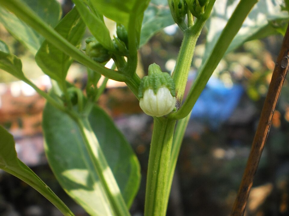 Gold Coast Regional Botanic Gardens（Australia）