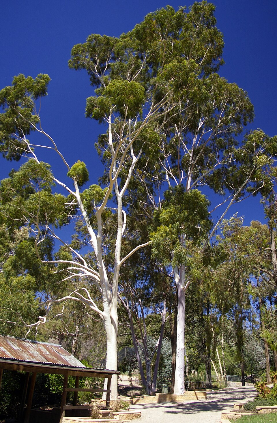 Australian Inland Botanic Gardens（Australia）
