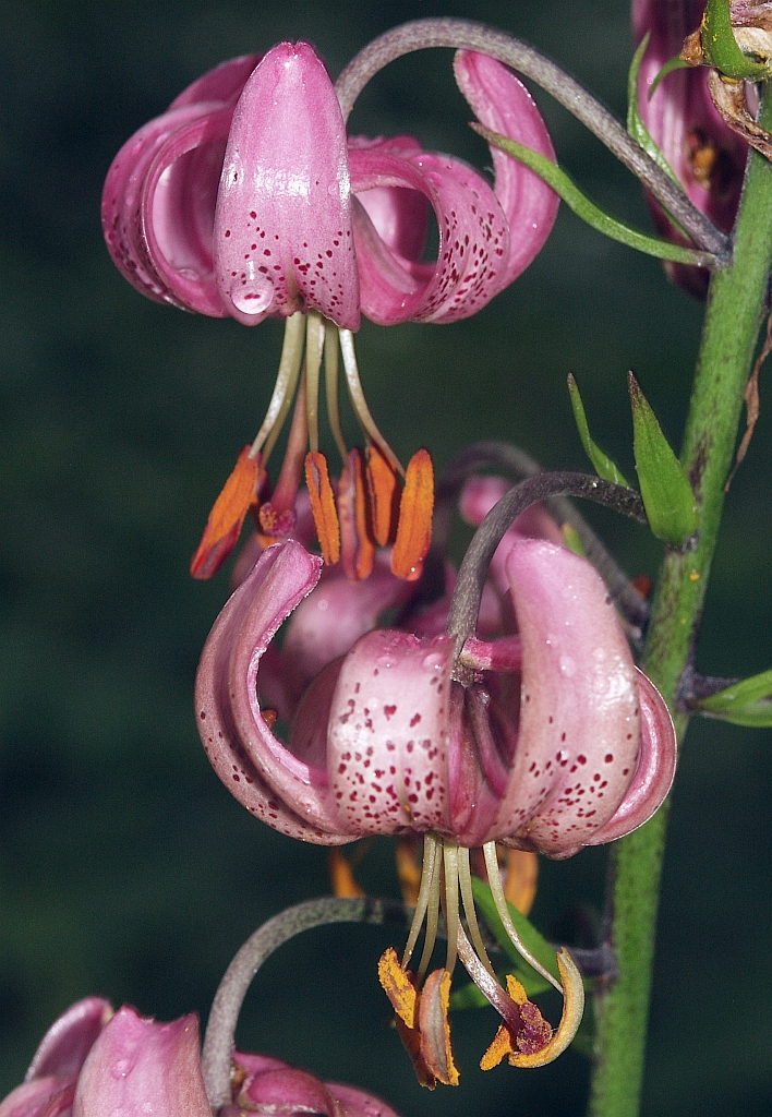 Auchgourish botanical garden（United Kingdom）