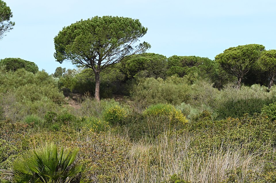Dunas del Odiel Botanical Garden（Spain）