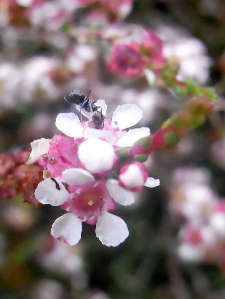 Eurobodalla Regional Botanic Garden（Australia）