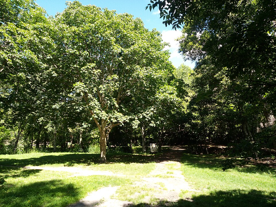 Massey University Arboretum and Gardens（New Zealand）