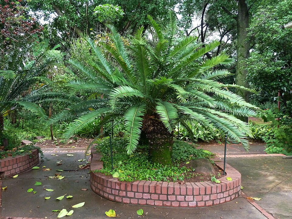 Manie van der Schijff Botanical Garden（South Africa）