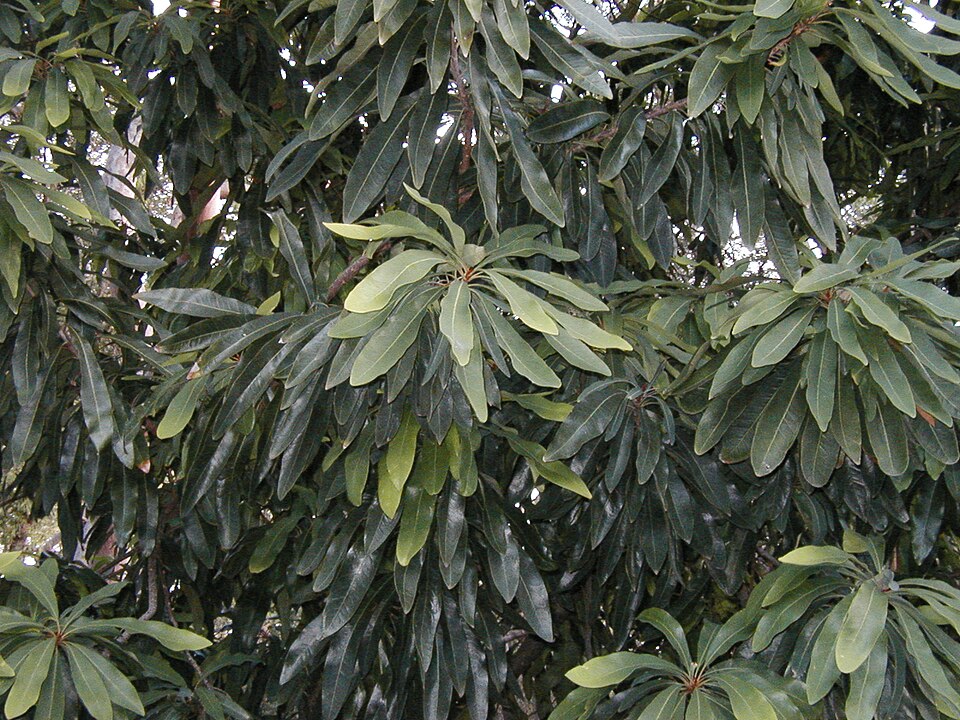 Stony Range Flora Reserve（Australia）