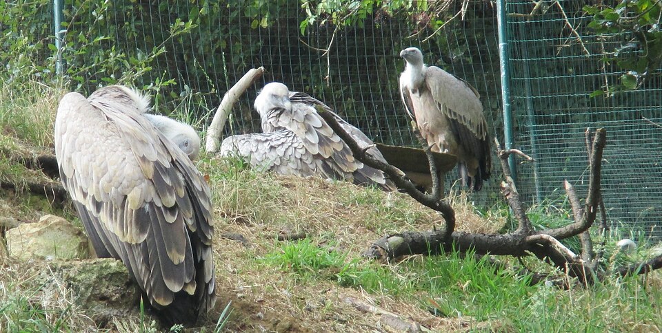 Santillana Zoo（Spain）