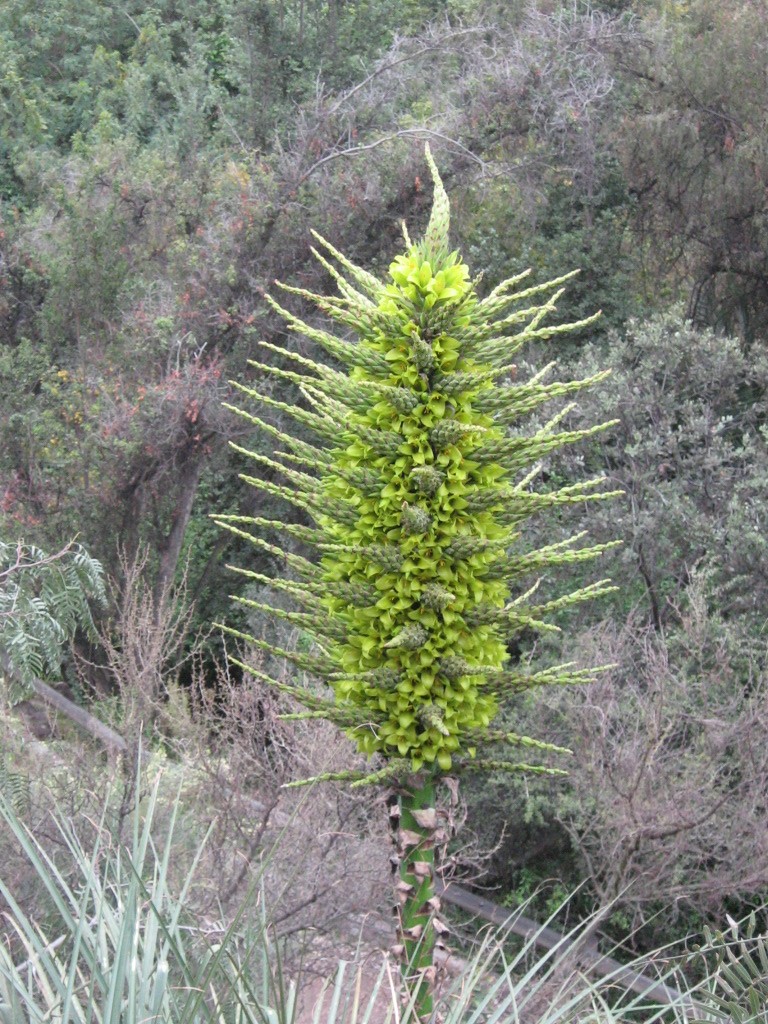 Jardín Botánico Chagual（Chile）