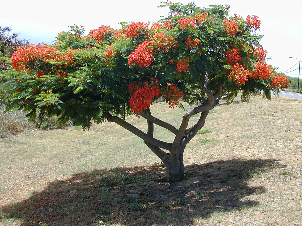Faustino Miranda Botanical Garden（Mexico）