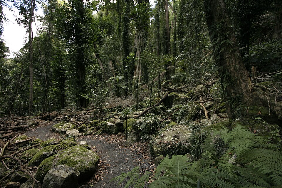 Dorrigo National Park（Australia）