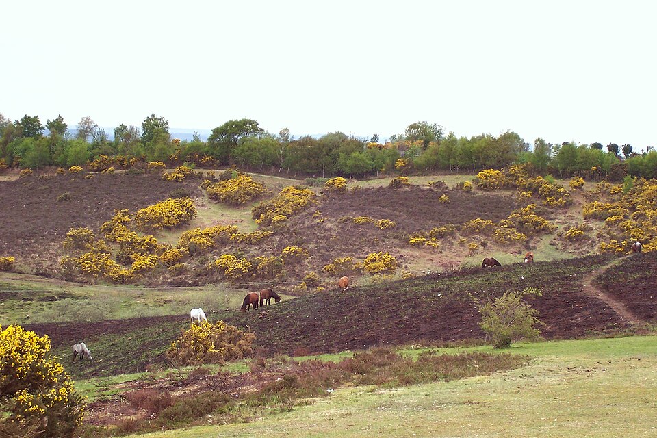 New Forest（United Kingdom）