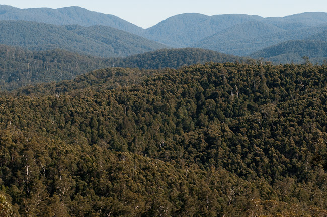 Errinundra National Park（Australia）