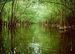 Congaree National Park（United States）