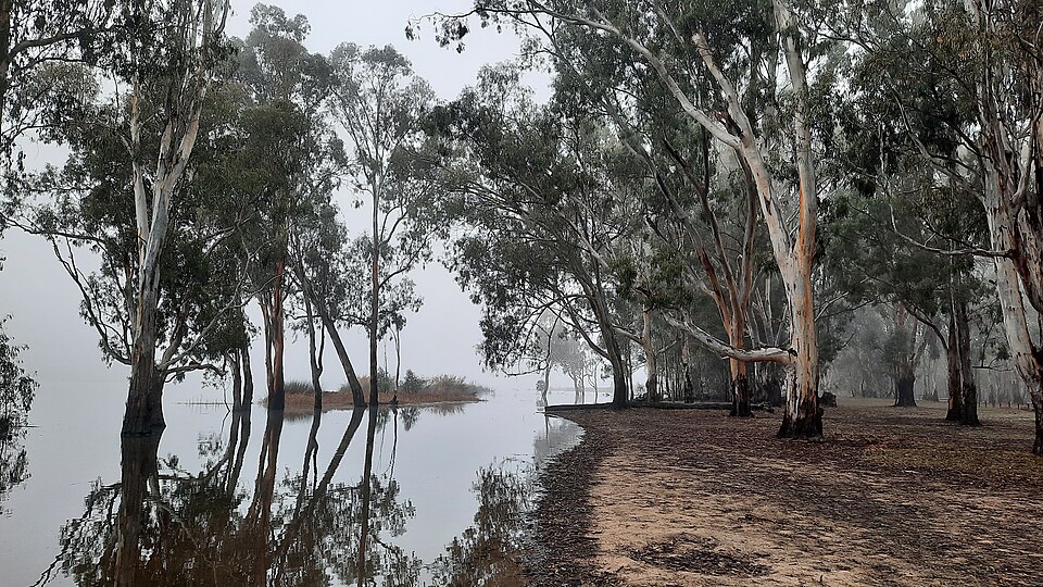 Barmah National Park（Australia）