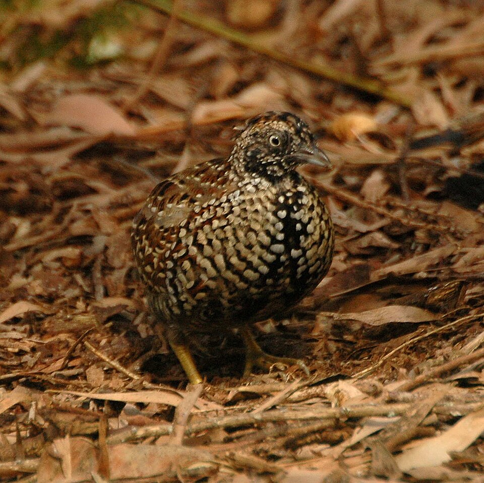 Benarkin National Park（Australia）