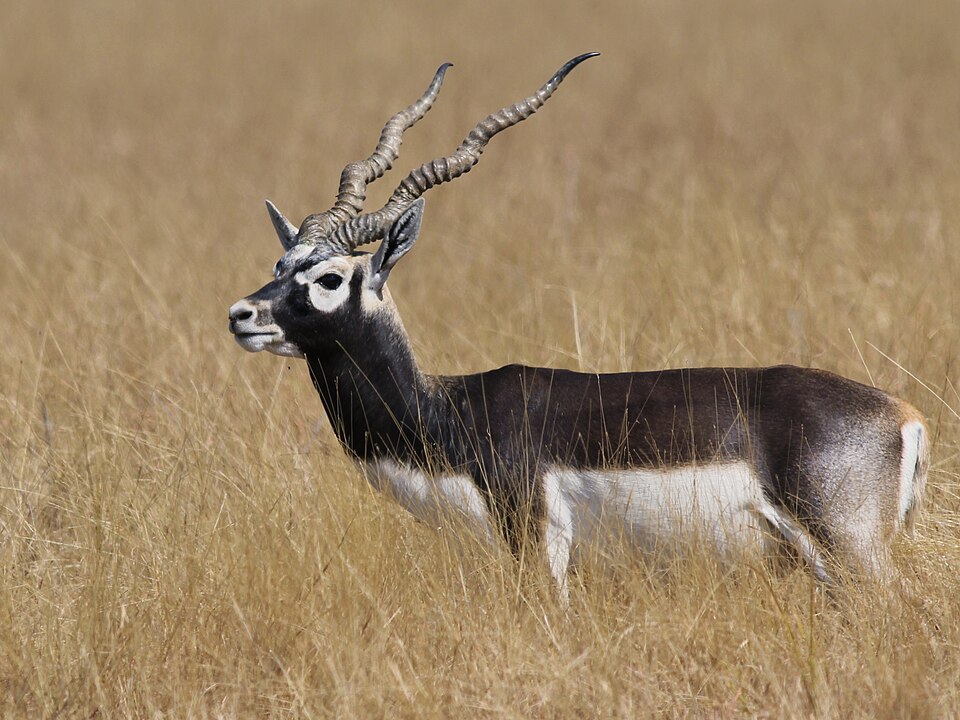 Blackbuck National Park（India）