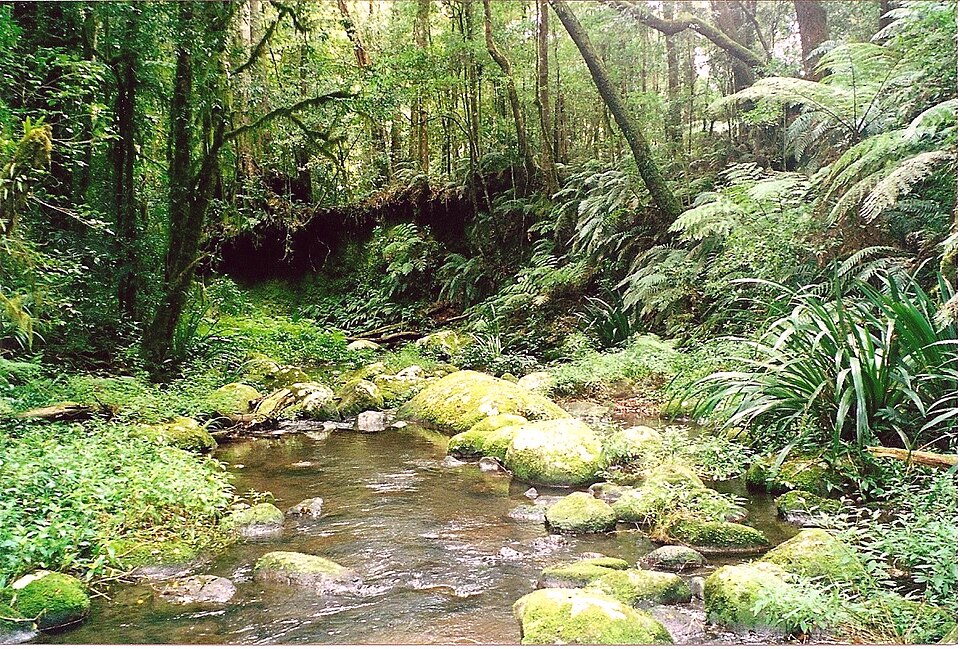Border Ranges National Park（Australia）