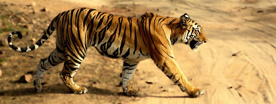 Bandhavgarh National Park（India）
