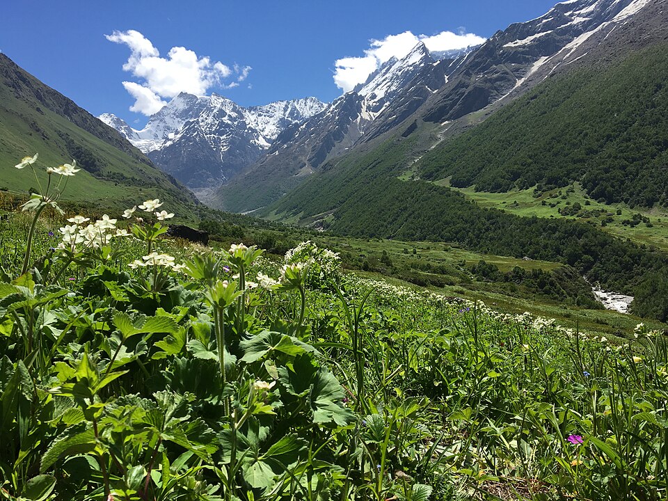 Valley of Flowers National Park（India）