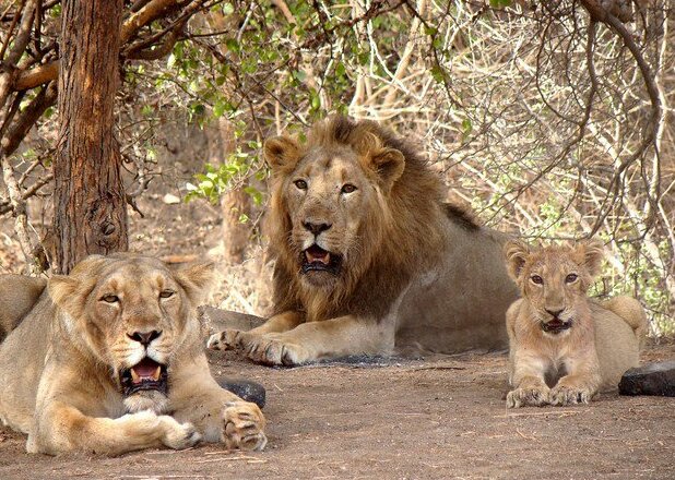 Gir Forest（India）