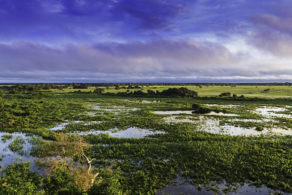 Pantanal Matogrossense National Park（Brazil）