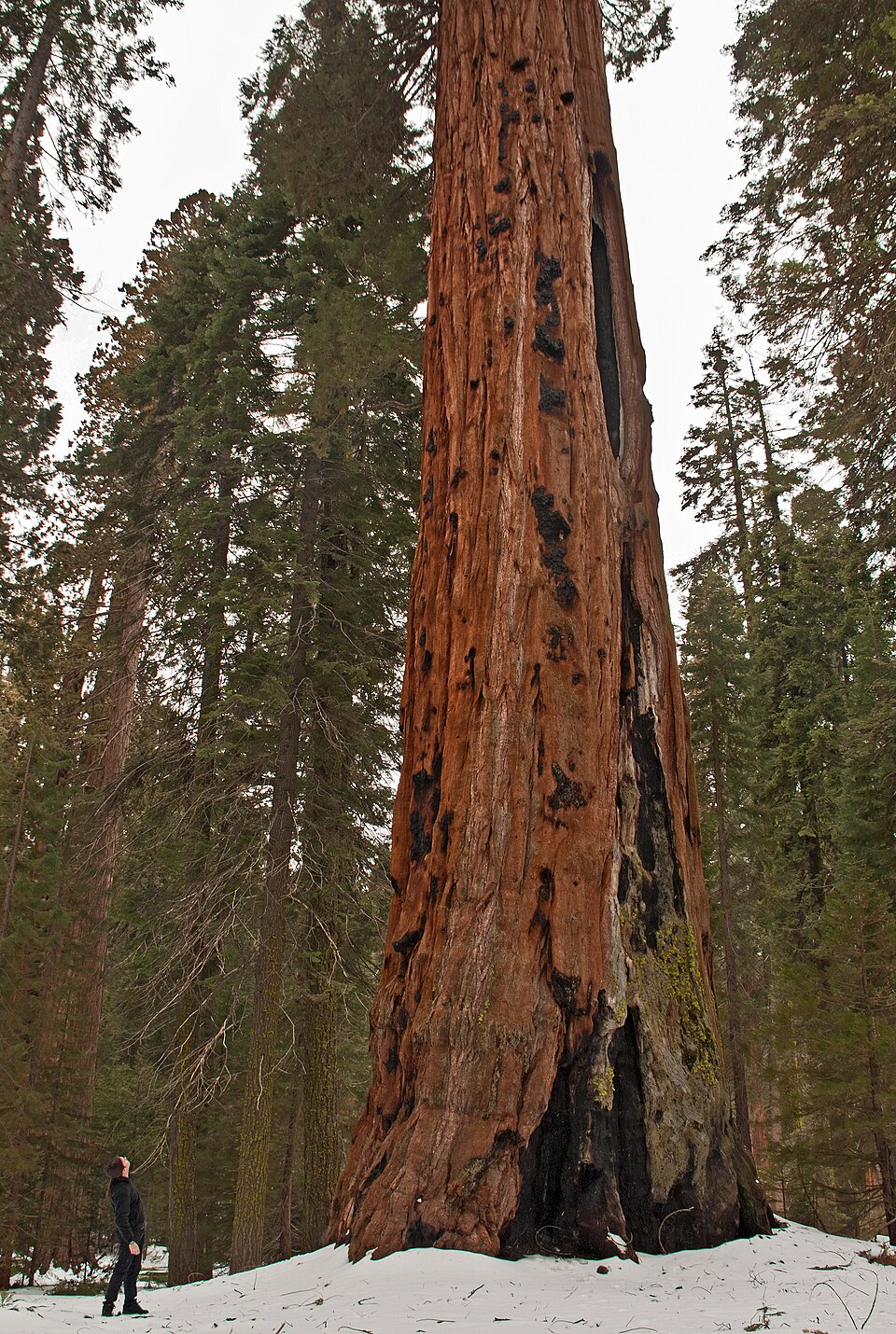 Sequoia National Park（United States）