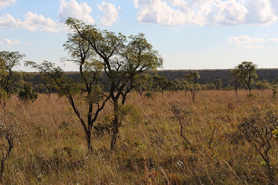 Emas National Park（Brazil）
