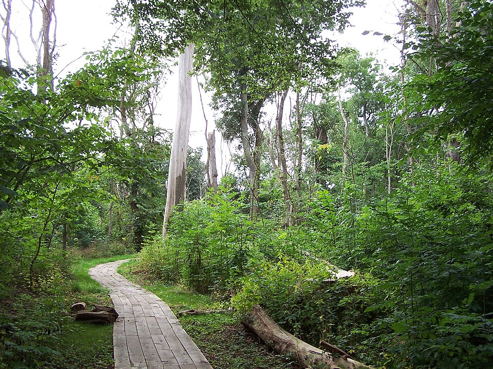 Dalby Söderskog National Park（Sweden）