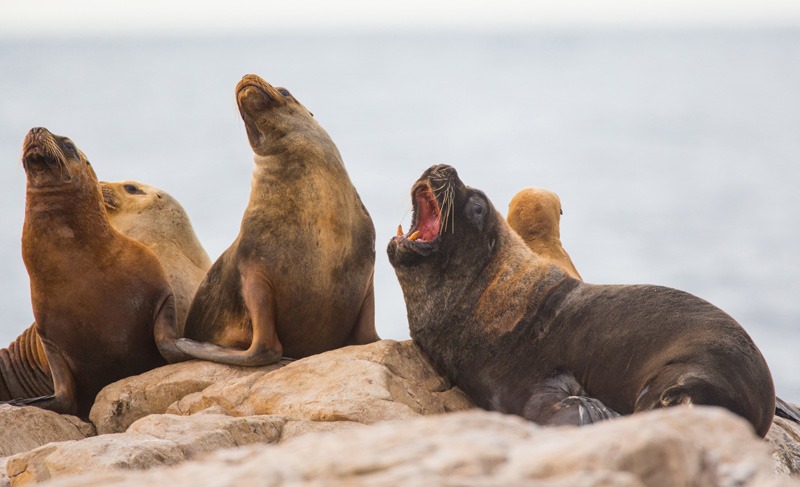 Islote Lobos National Park（Argentina）