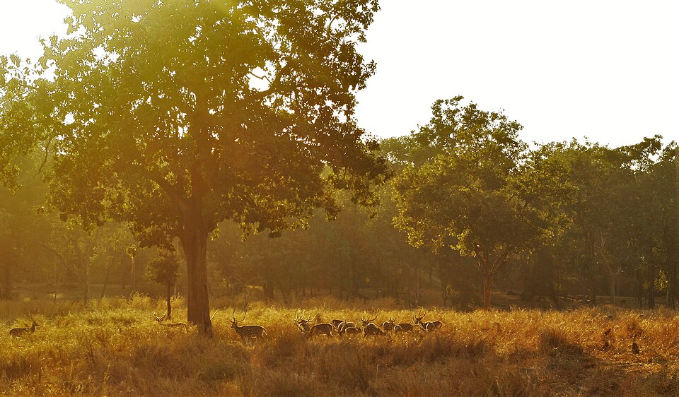 Pench Tiger Reserve（India）