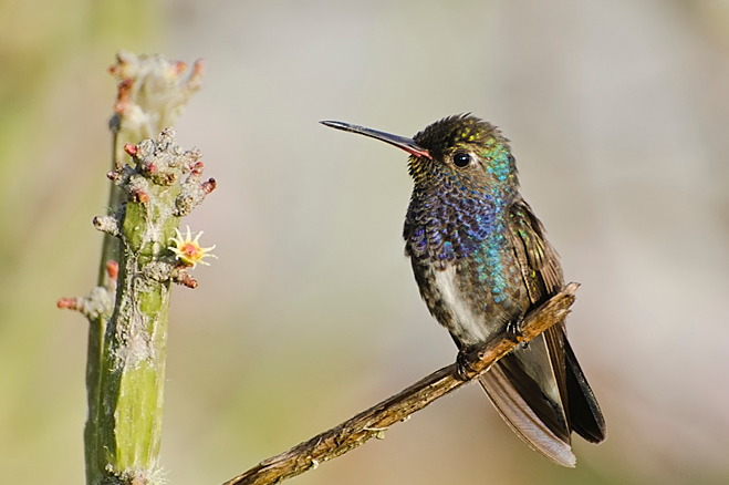 Boa Nova national park（Brazil）