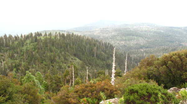Alerce Costero National Park（Chile）