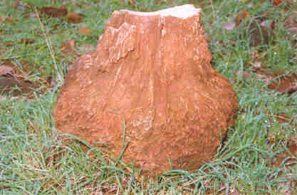 Mandla Plant Fossils National Park（India）