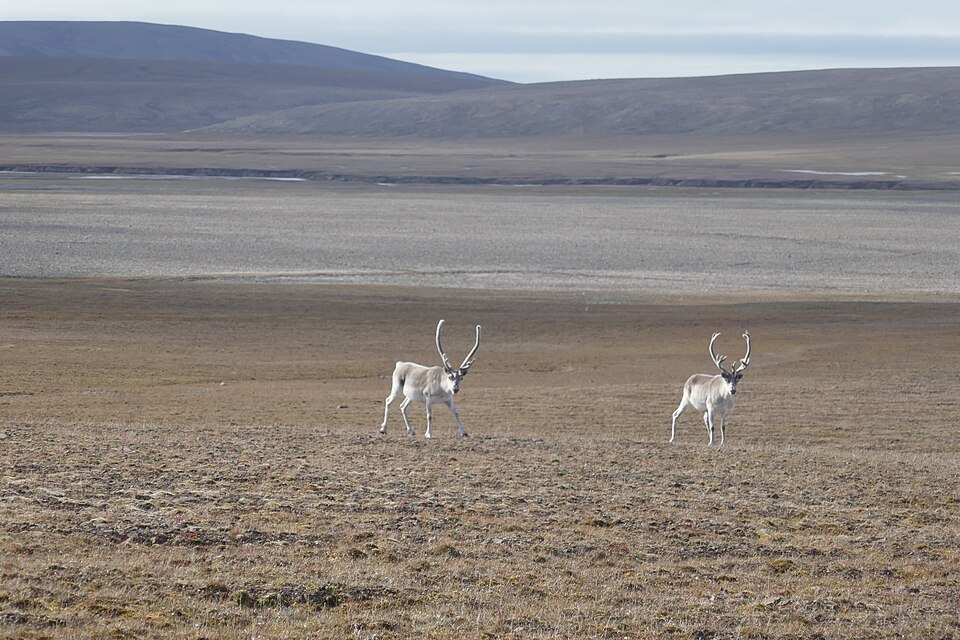 Qausuittuq National Park（Canada）