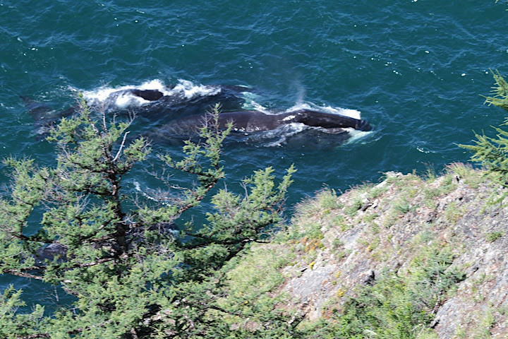 Shantar Islands National Park（Russia）