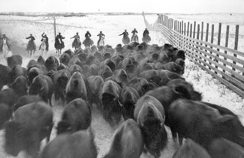 Buffalo National Park（Canada）