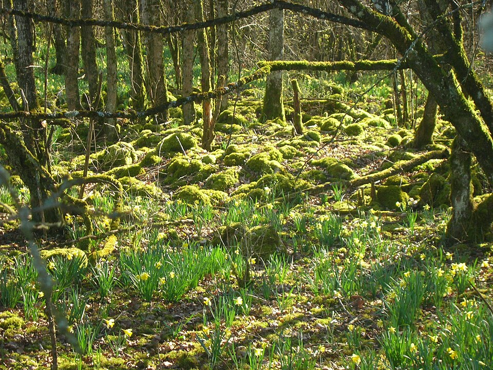 Forêts National Park（France）