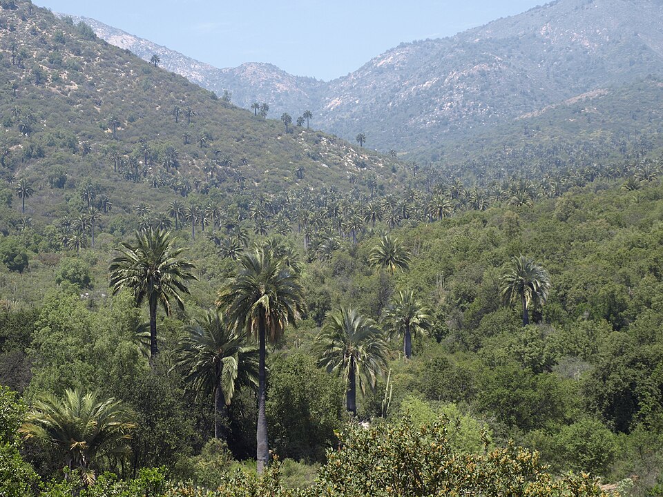 La Campana National Park（Chile）