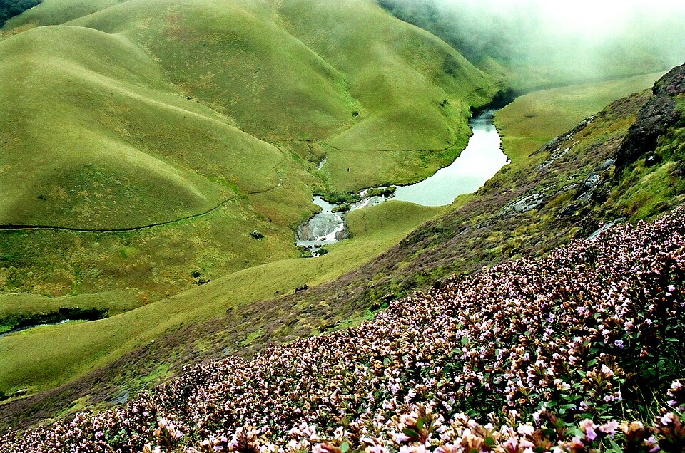 Eravikulam National Park（India）